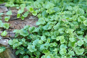 How To Get Rid of and Kill Creeping Charlie