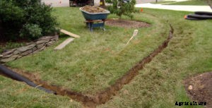 How To Get Rid of and Kill Creeping Charlie