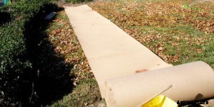 How To Get Rid of and Kill Creeping Charlie