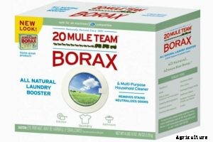 How To Get Rid of and Kill Creeping Charlie