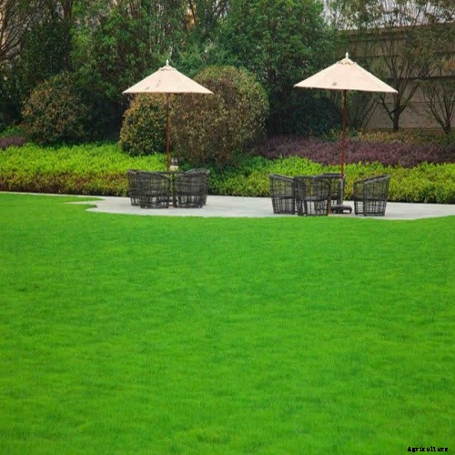 Bermuda Grass Seed is Ideal for Any Lawn