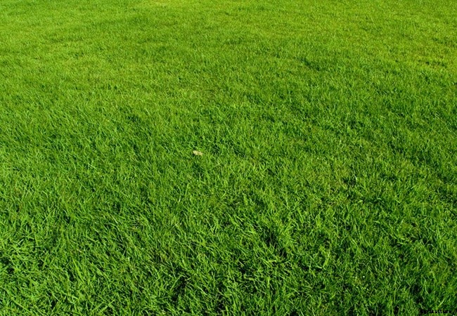 Bermuda Grass Seed is Ideal for Any Lawn