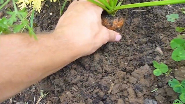 How To Be Organic In The Home Garden