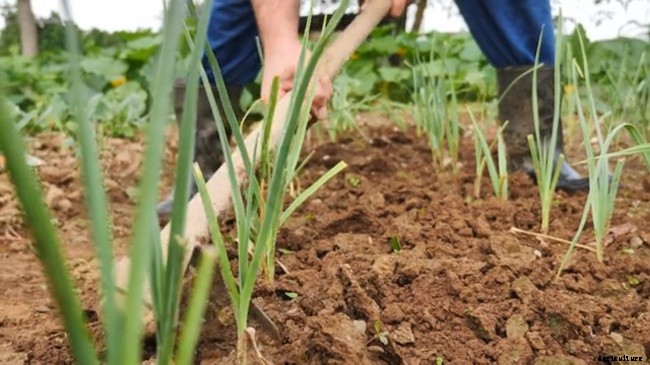 Be Diligent with your Weeding Strategies