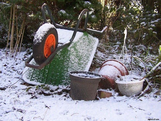 Top Winter Gardening Tips