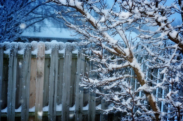 Top Winter Gardening Tips