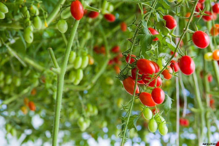 6 Ways to Preserve Cherry Tomatoes