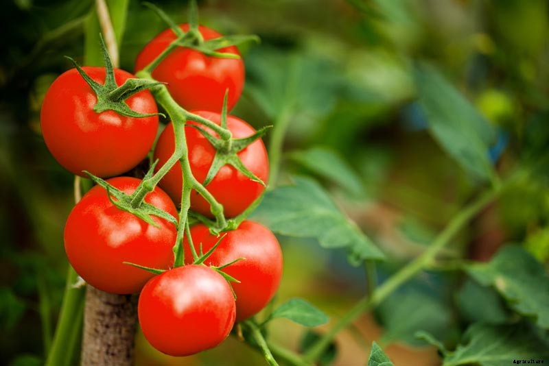 Is a Tomato Fruit or Vegetable? (Yes or No)
