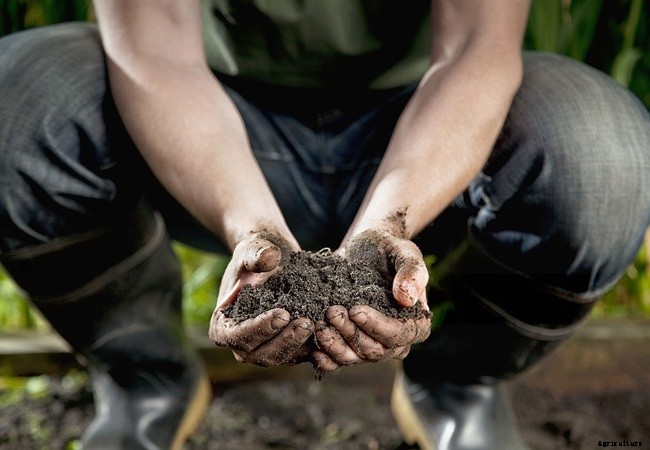 How To Improve Your Garden Soil Without A Compost Heap