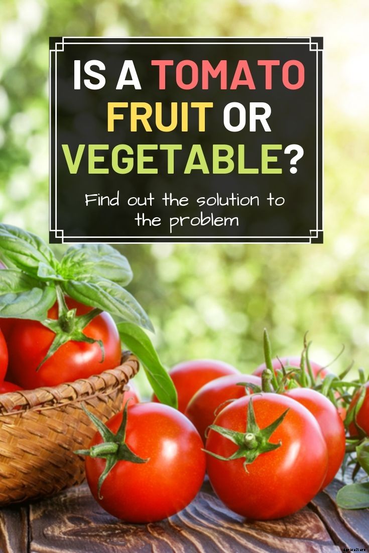 Is a Tomato Fruit or Vegetable? (Yes or No)