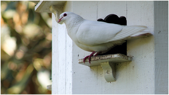 How To Have A Perfect Garden