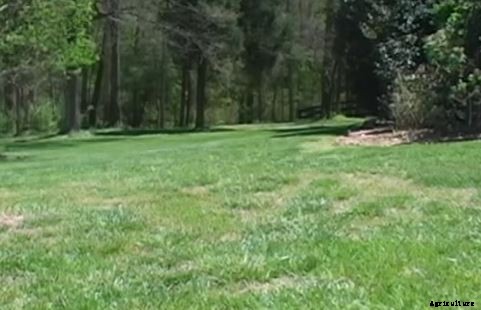 How To Keep Your Lawn Healthy With Thatching and Dethatching