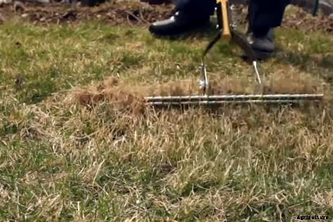 How To Keep Your Lawn Healthy With Thatching and Dethatching