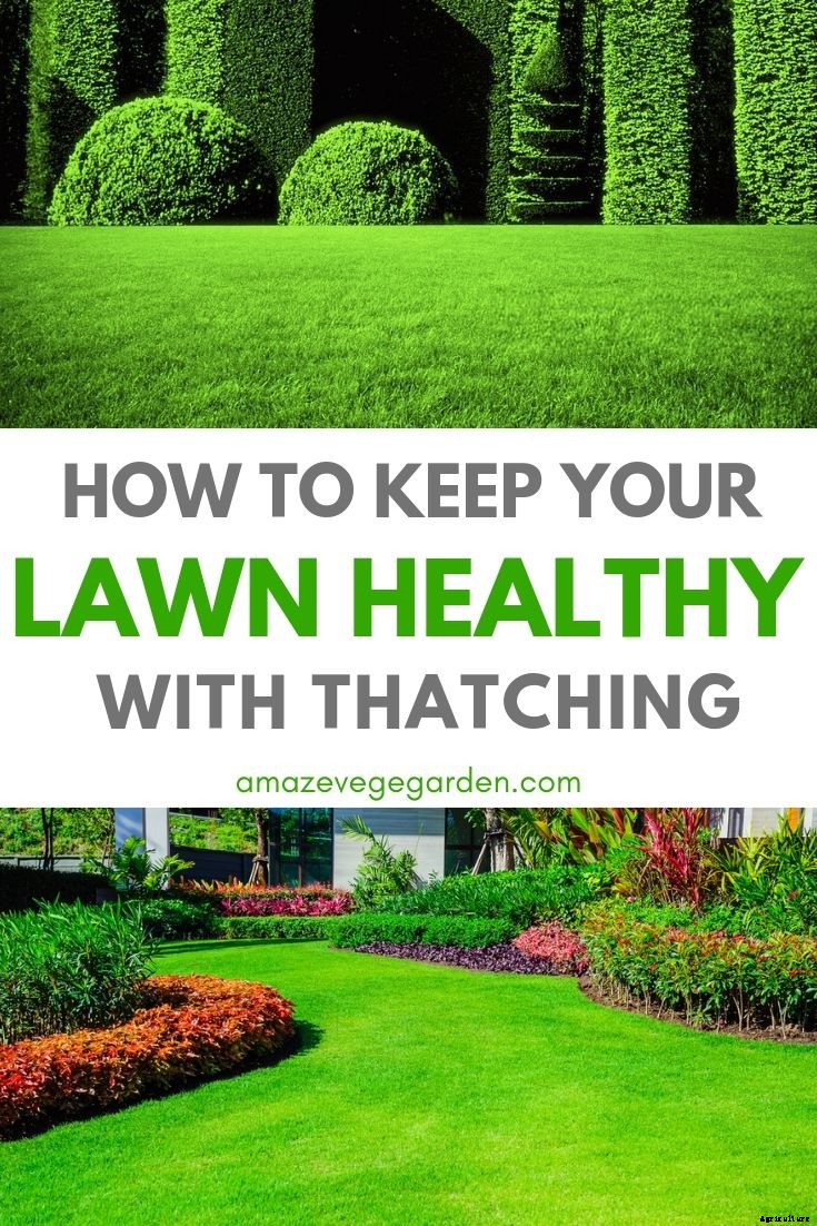 How To Keep Your Lawn Healthy With Thatching and Dethatching