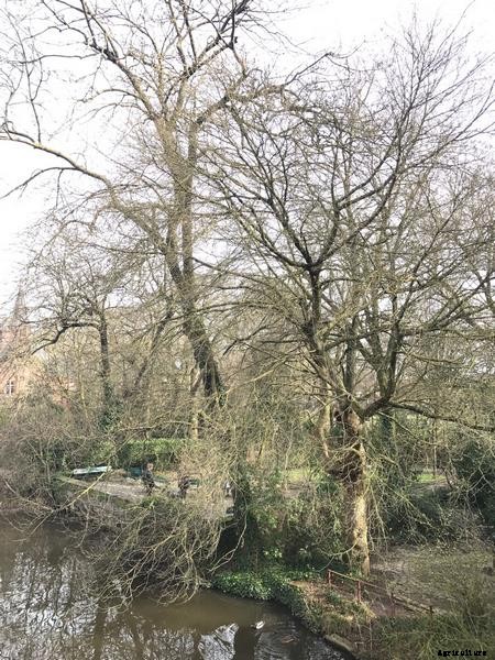 General Gardening Tips and Techniques