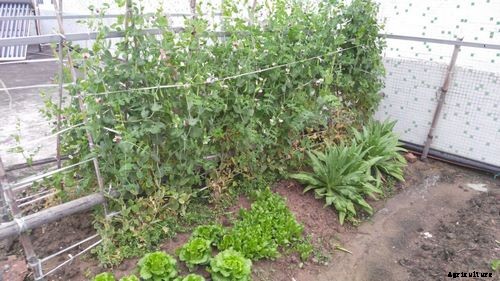 General Gardening Tips and Techniques