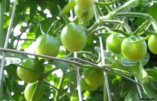 Comprehensive Vegetable Garden Guide