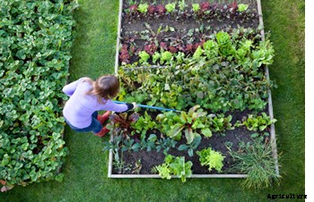Comprehensive Vegetable Garden Guide