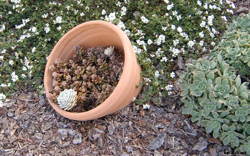 Comprehensive Vegetable Garden Guide