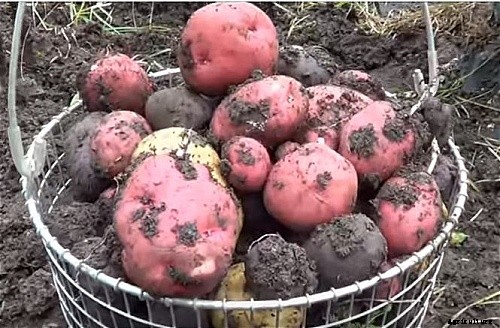 Comprehensive Vegetable Garden Guide