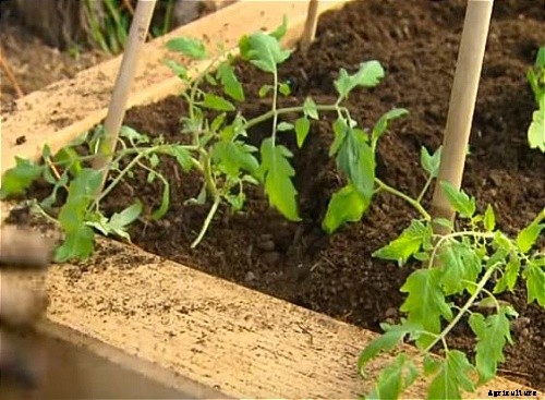 Comprehensive Vegetable Garden Guide