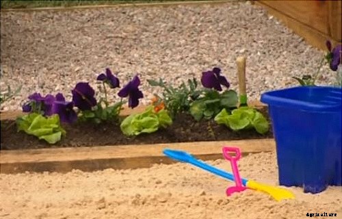 Comprehensive Vegetable Garden Guide