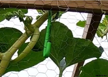 How To Making Trellises For Climbing Plants