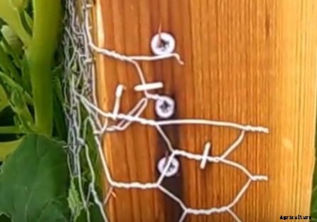 How To Making Trellises For Climbing Plants