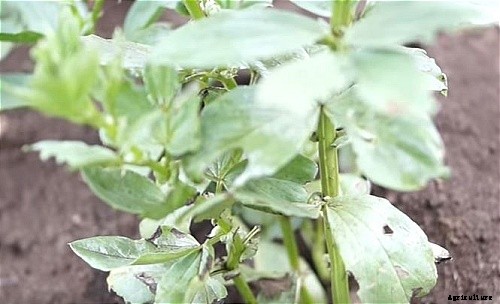 The Beauty of Small Vegetable Gardening