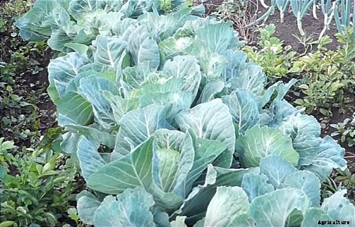 How To Making Trellises For Climbing Plants