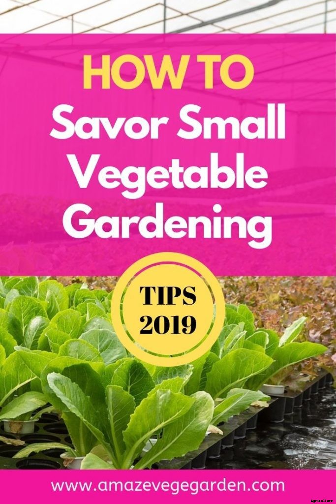The Beauty of Small Vegetable Gardening