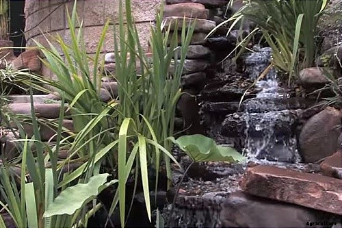 Water Pond Gardening- An Exciting Way To Beautify Your Yard