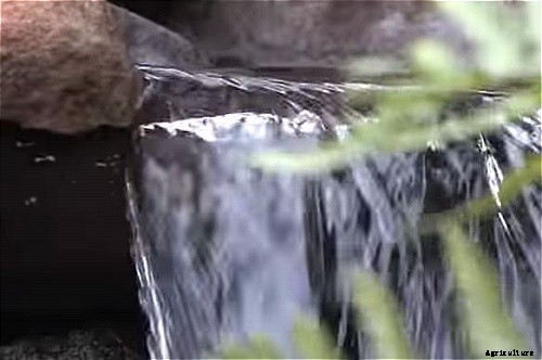 Water Pond Gardening- An Exciting Way To Beautify Your Yard