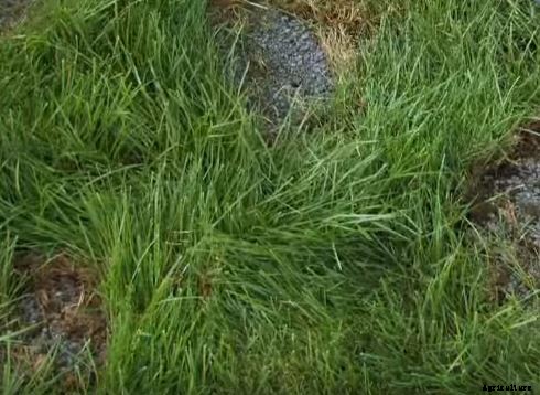 Typical Lawn Care Problems