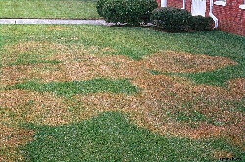 How to Control and Treat Lawn Diseases