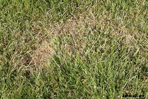 How to Control and Treat Lawn Diseases