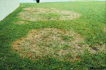 How to Control and Treat Lawn Diseases