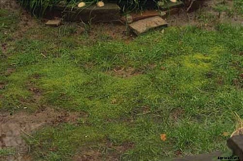 How to Control and Treat Lawn Diseases