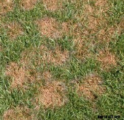 How to Control and Treat Lawn Diseases