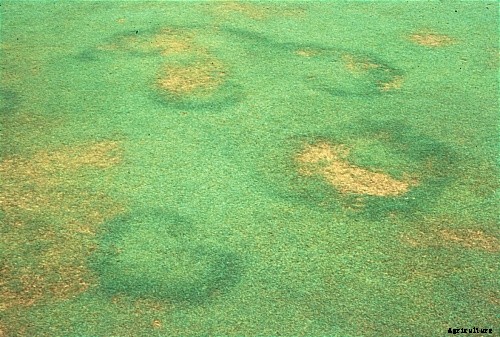 How to Control and Treat Lawn Diseases