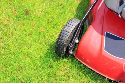 How to Control and Treat Lawn Diseases