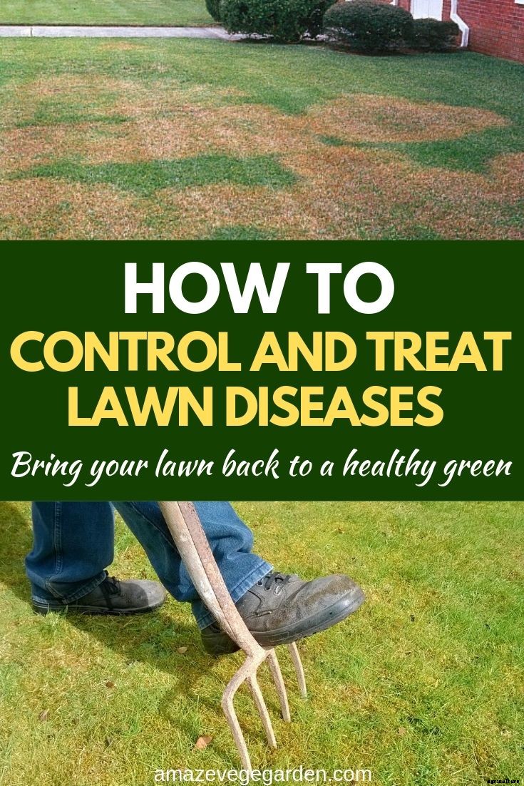 How to Control and Treat Lawn Diseases