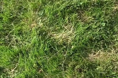 How to Control and Treat Lawn Diseases