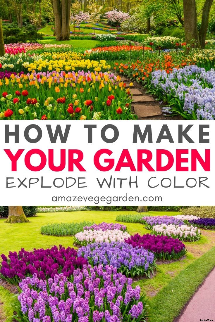 How To Make Your Garden Explode With Color