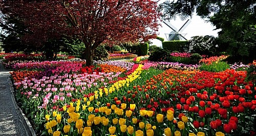 How To Make Your Garden Explode With Color