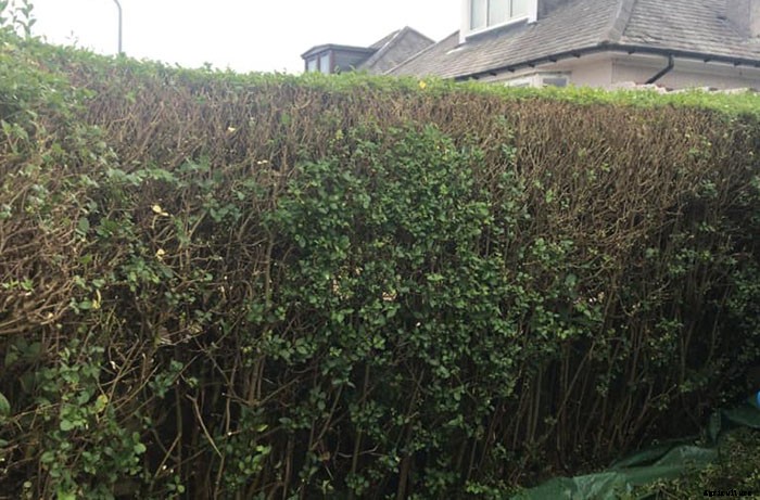 What is the Differences Between Hedge Cutter and Hedge Trimmer