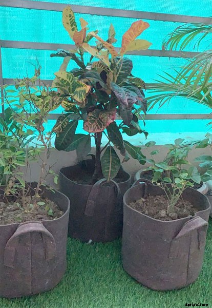 Smart Pots – How To Clean Them for Reuse Purposes