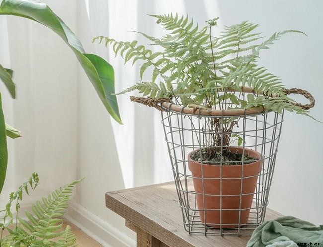 Different Types of Containers Used in Nursery