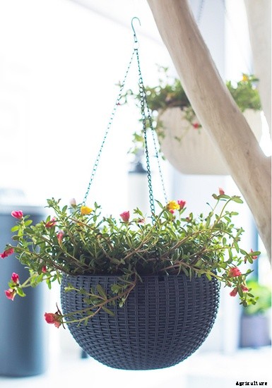 Different Types of Containers Used in Nursery