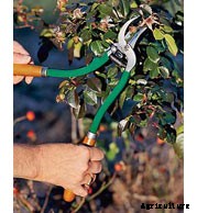 Must Have Garden Tools and How to Choose Them